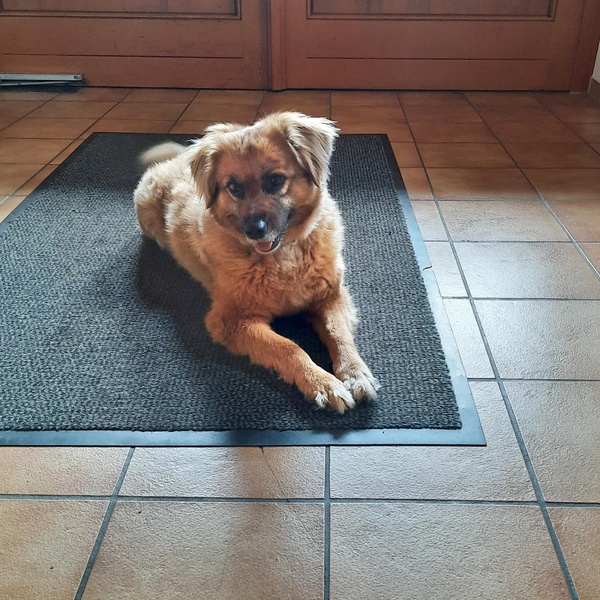 Lieblingsgast Boomer